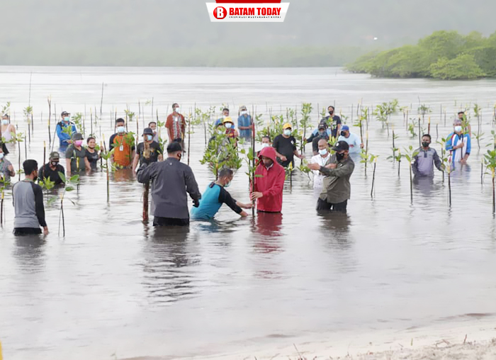 Suasana saat proses penanaman mangrove di pulau Setokok, Batam
